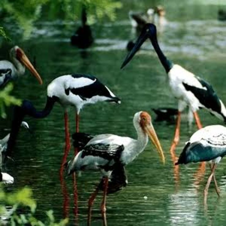 Kanwar Lake Bird Sanctuary  Trip Packages